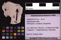 Foto (Objekt + Etiketten) von Galatheoidea indet. (NHMW-GEO-1990-0041-0115a)